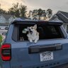 fur runner